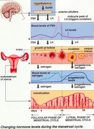 Monitorizarea ecografica a ovulatiei si ciclului menstrual